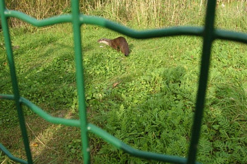 02_10.10. Angermuende NABU Erlebniszentrum-neugieriger Fischotter